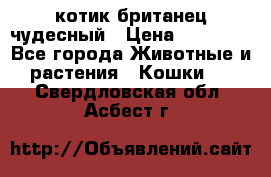 котик британец чудесный › Цена ­ 12 000 - Все города Животные и растения » Кошки   . Свердловская обл.,Асбест г.